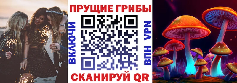 KRAKEN как зайти  Судогда  Псилоцибиновые грибы мицелий 